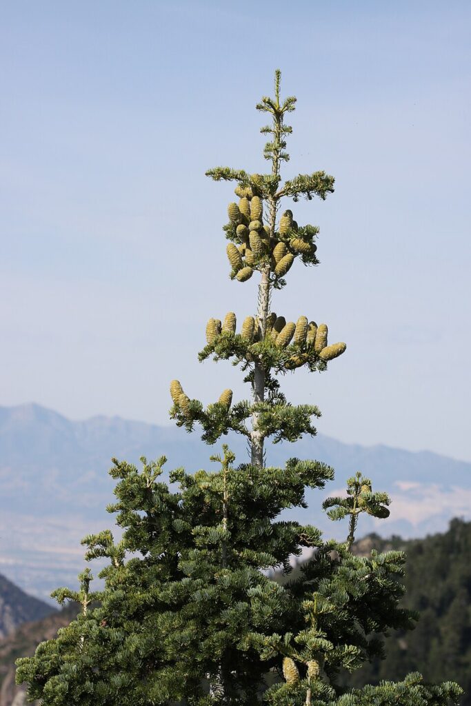 Bradul argintiu (Abies concolor)