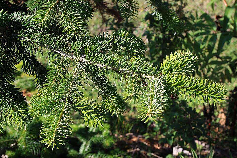 Bradul de Caucaz (Abies nordmanniana)
