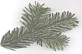 Bradul de cauzaz (Abies nordmanniana)