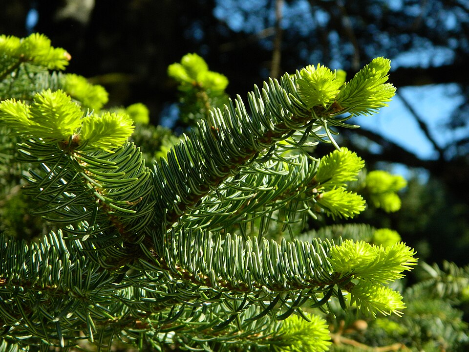 Bradul de Grecia (Abies Cephalonica)