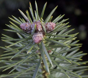 Bradul de Grecia (Abies Cephalonica)
