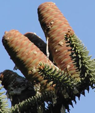 Bradul de Spania (Abies Pinsapo)
