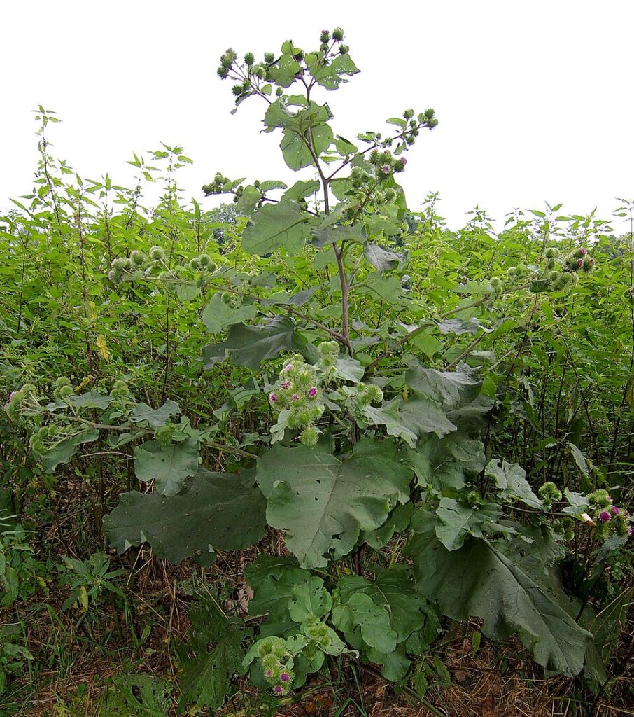 Brusture (Arctium lappa)