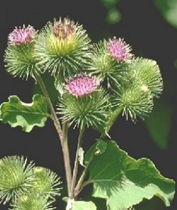 Brusture (Arctium lappa)