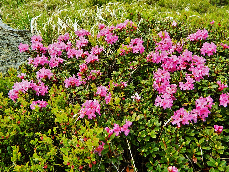 Bujor de munte (Rhododendron kotschyi)