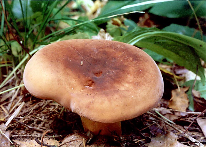 Buretele dulce (Lactarius volemus)