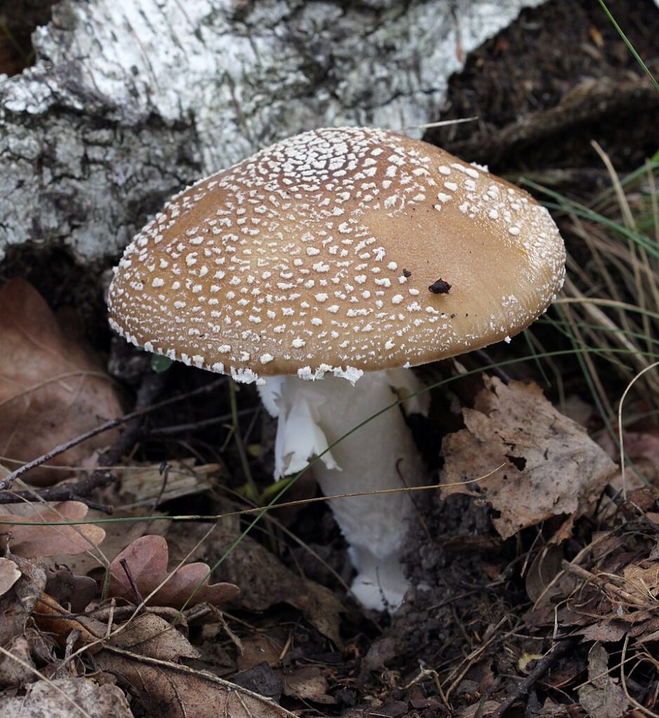 Buretele pestriț (Amanita pantherina)