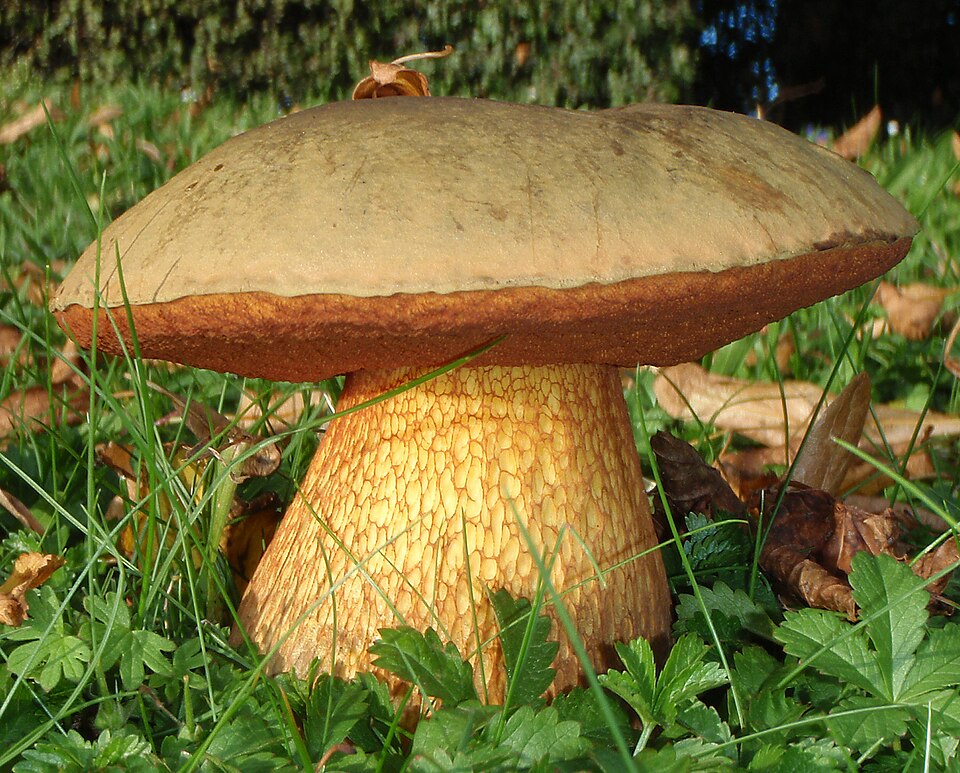 Buretele vrăjitoarei (Boletus luridus)
