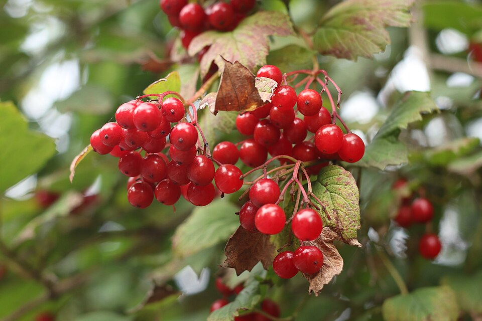 Calinul (Viburnum opulus)