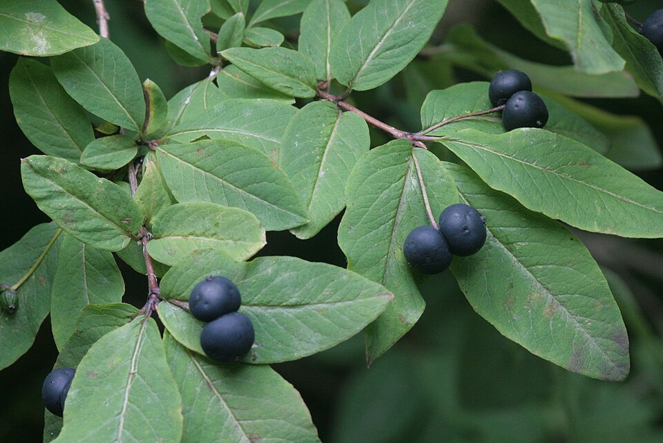 Caprifoi negru (Lonicera nigra)