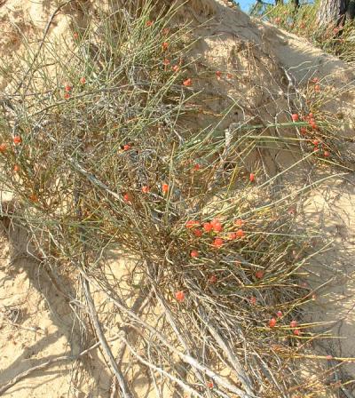 Carcel (Ephedra distachya)