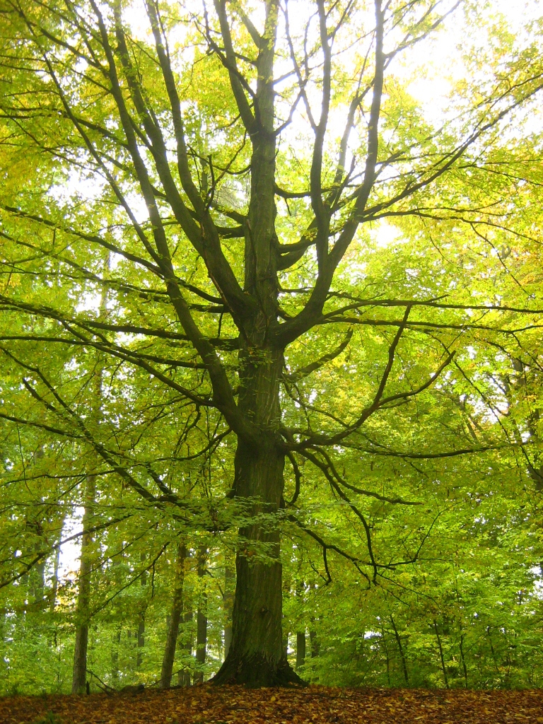 Carpen (Carpinus betulus)