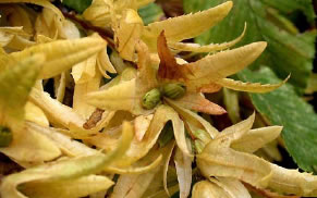 Carpen (Carpinus betulus)