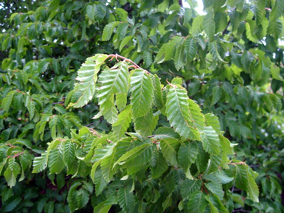 Carpinita (Carpinus orientalis)