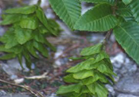 Carpinita (Carpinus orientalis)