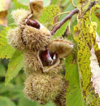 Castanul comestibil (Castanea sativa )