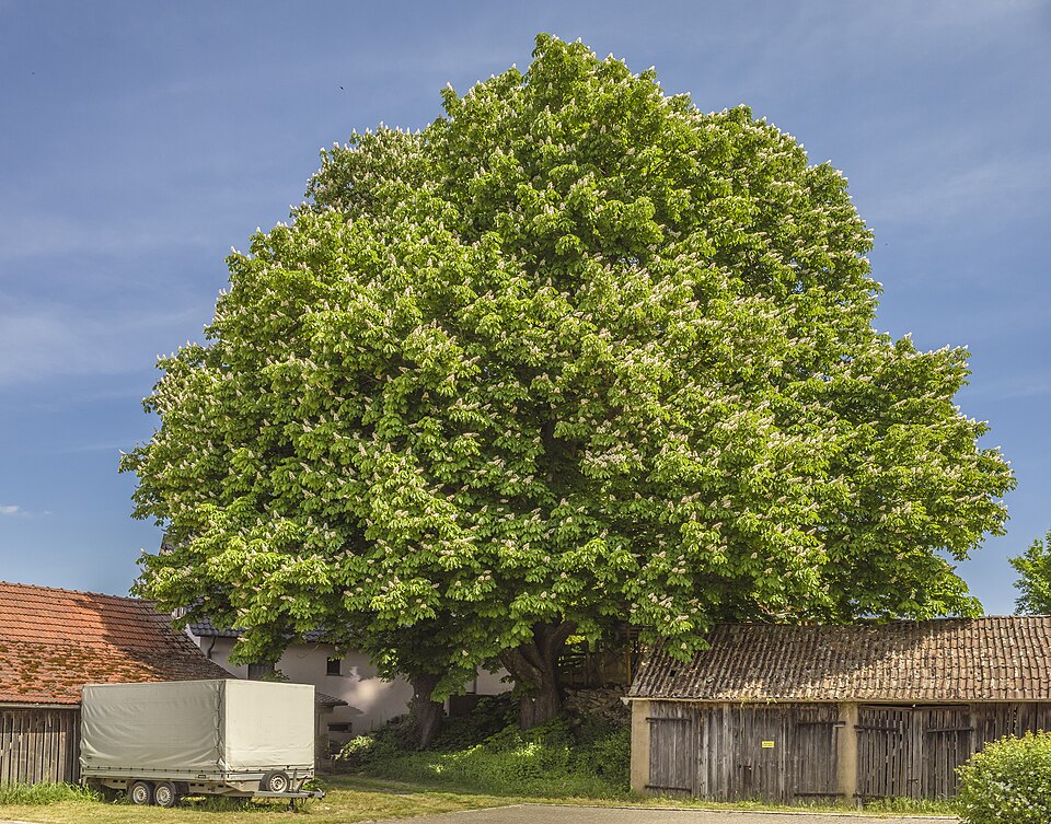 Castanul porcesc (Aesculus hippocastanum)