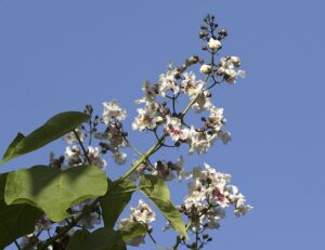 Catalpa