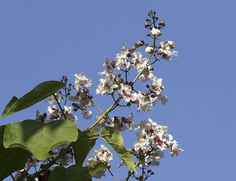 Catalpa (Catalpa bignonioides)