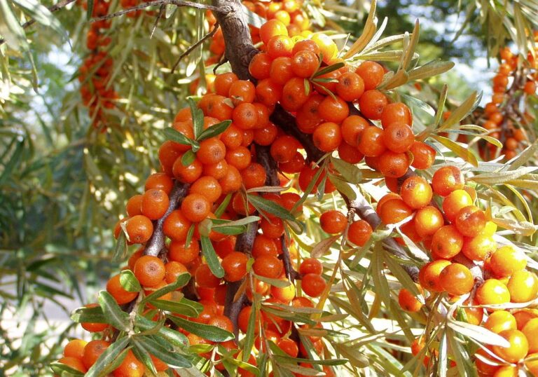 Catina alba (Hyppophae rhammnoides)