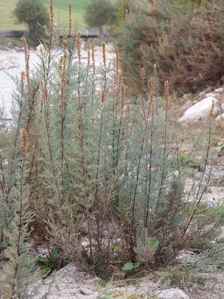Catina mica (Myricaria germanica)