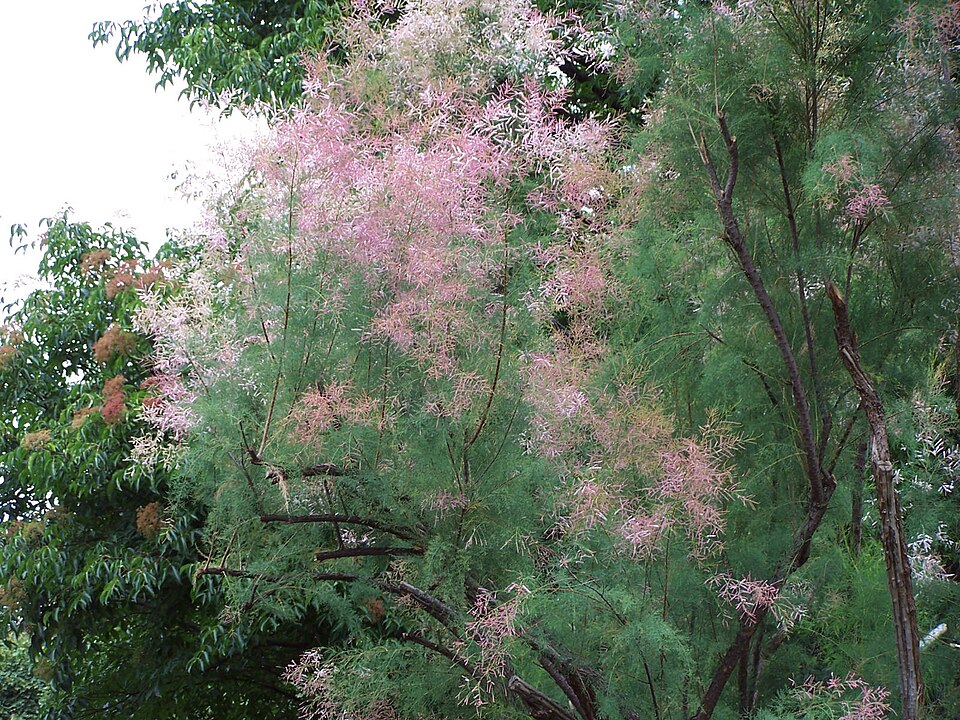 Catina rosie (Tamarix ramosissima)