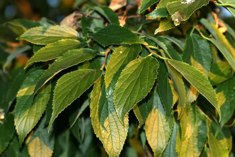 Sambovina (Celtis australis)