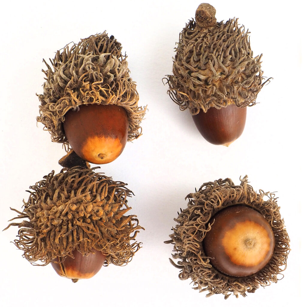 Cer (Quercus Cerris)