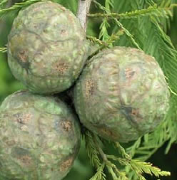 Chiparos de balta (Taxodium distichum)
