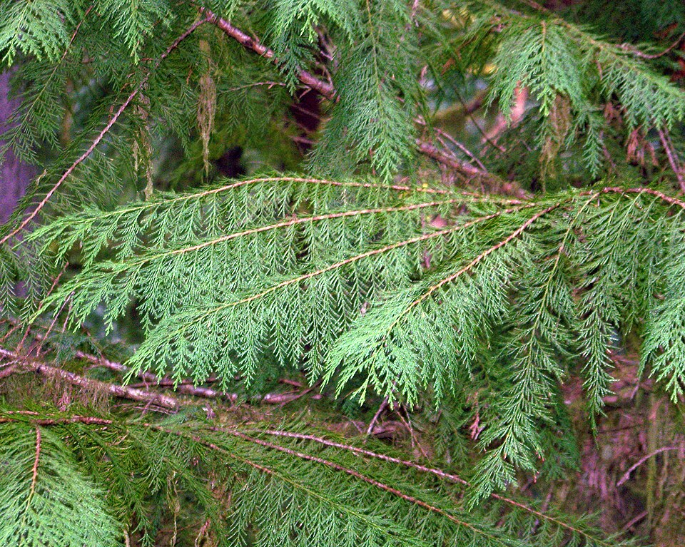 Chiparos de California (Chamaecyparis Lawsoniana)