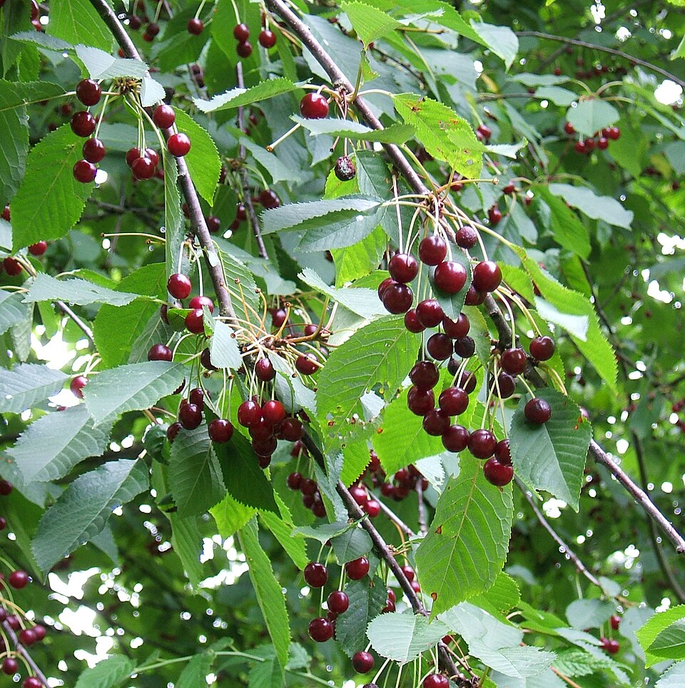 Ciresul salbatec (Prunus avium)