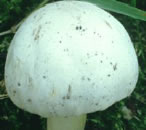 Ciuperca alba (Agaricus xanthodermus Genevier)
