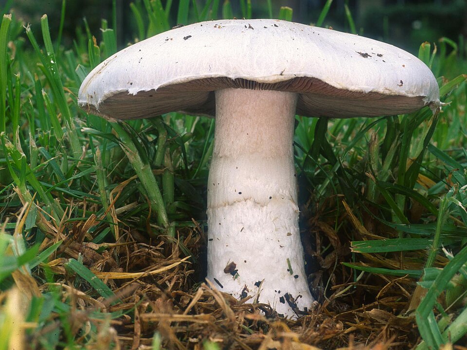 Ciuperca de bălegar (Agaricus campestris)