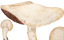 Ciuperca de balegar (Agaricus campestris)