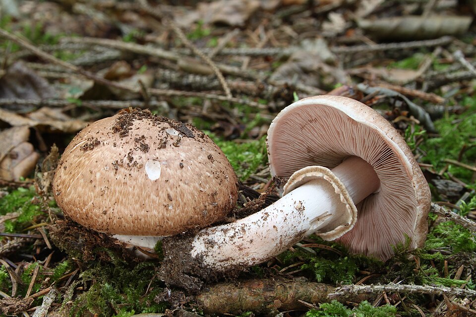 Ciuperca de pădure (Agaricus sylvaticus)