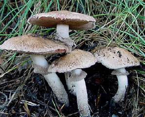 Ciuperca de padure (Agaricus silvaticus Schaef)
