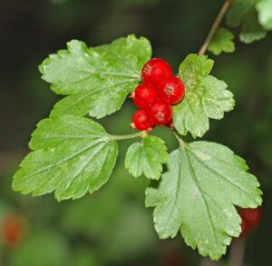Coacăz de munte