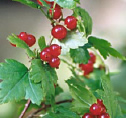Coacazul de munte (Ribes alpinus)