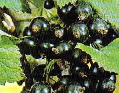 Coacazul negru (Ribes nigrum)