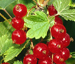 Coacazul rosu (Ribes rubrum)