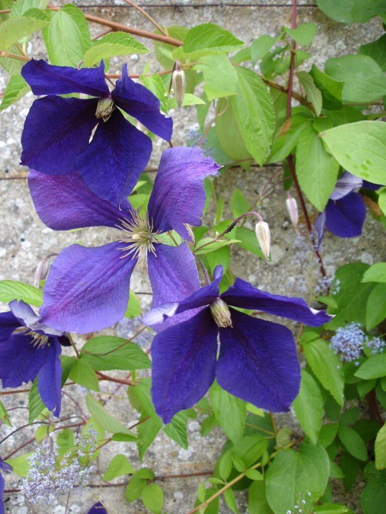 Curpen de gradina (Clematis jackmanii)