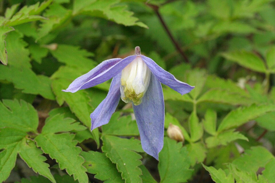 Curpen de munte (Clematis alpina)