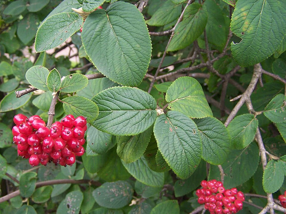 Darmoxul (Viburnum lantana)