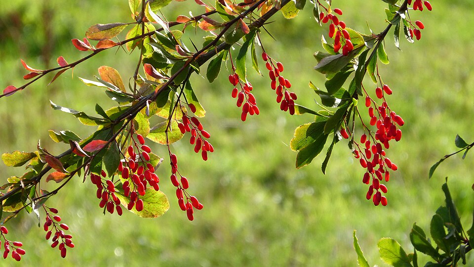 Dracila (Berberis vulgaris)