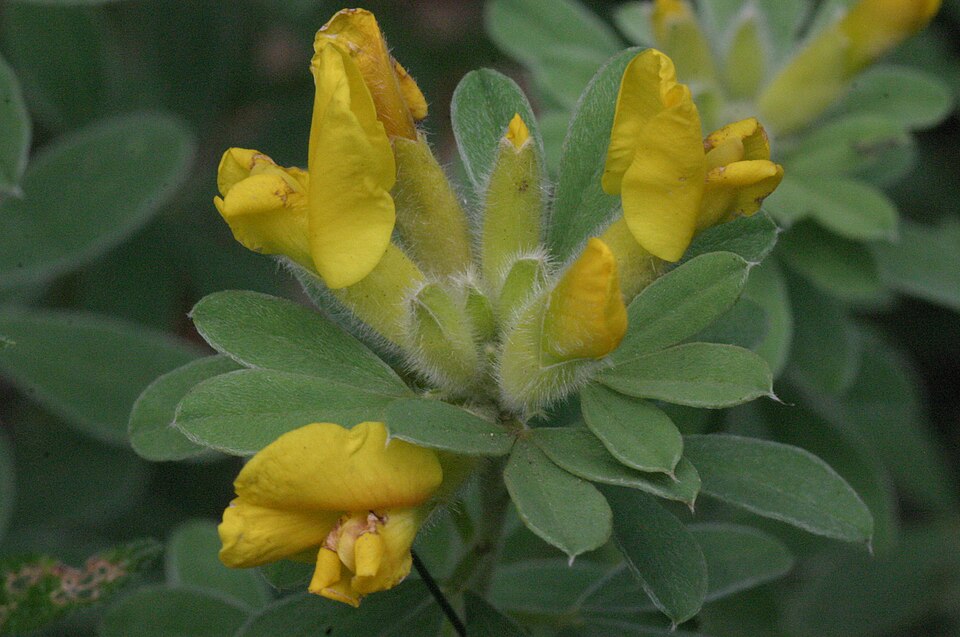 Drob de munte (Cytisus austriacus)