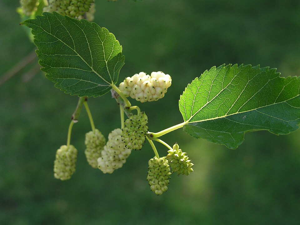 Dud alb (Morus alba)