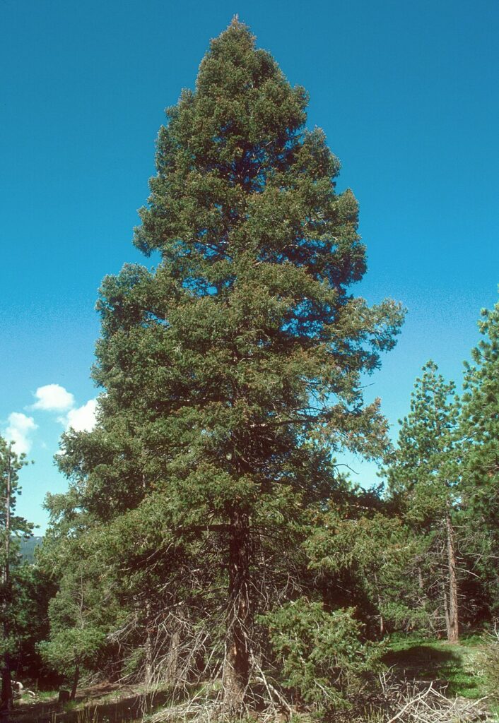 Duglas brumariu (Pseudotsuga menziesii var. glauca)