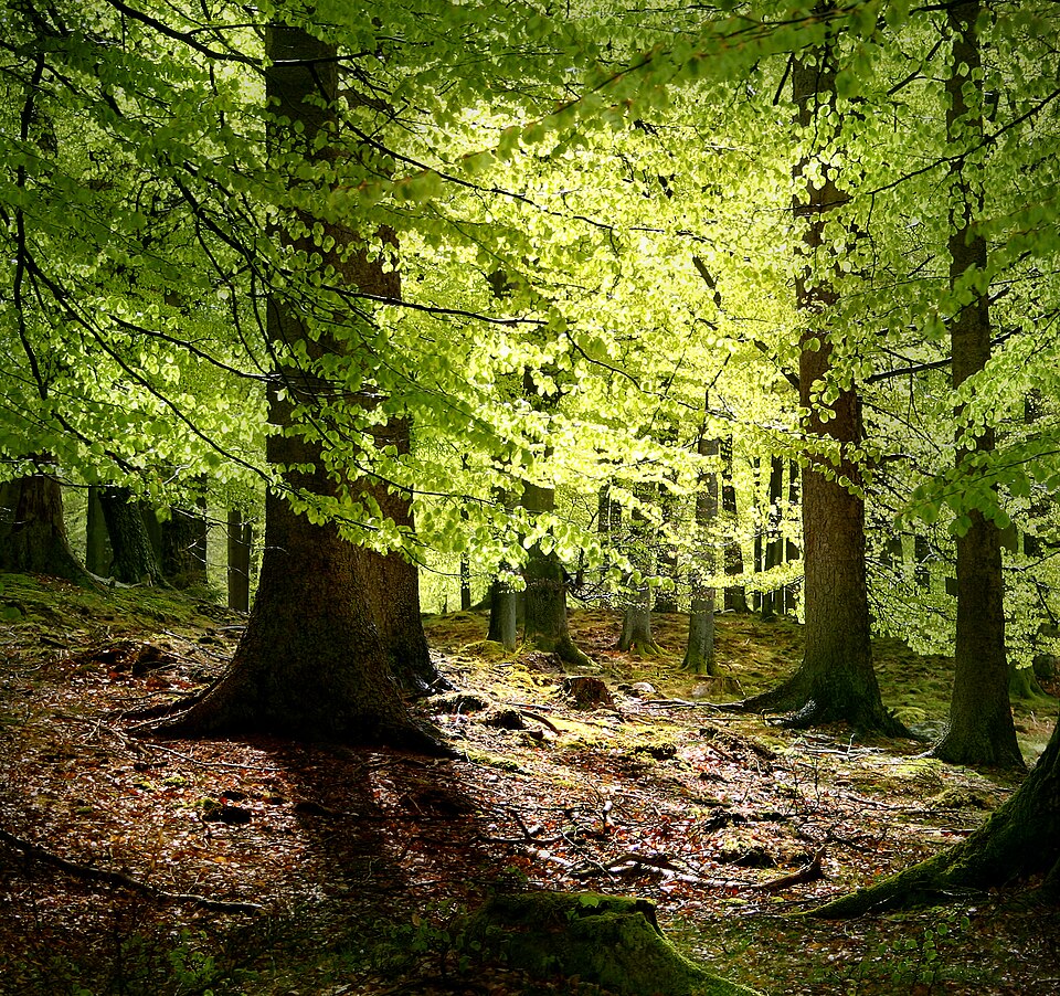 Fag (Fagus sylvatica)
