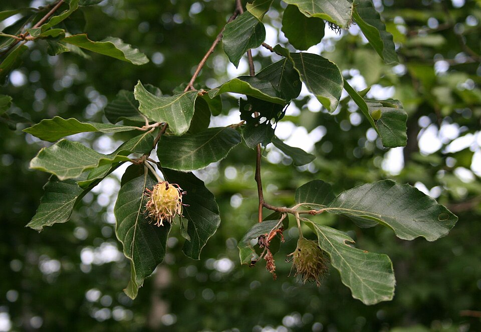 Fag oriental (Fagul orientalis)