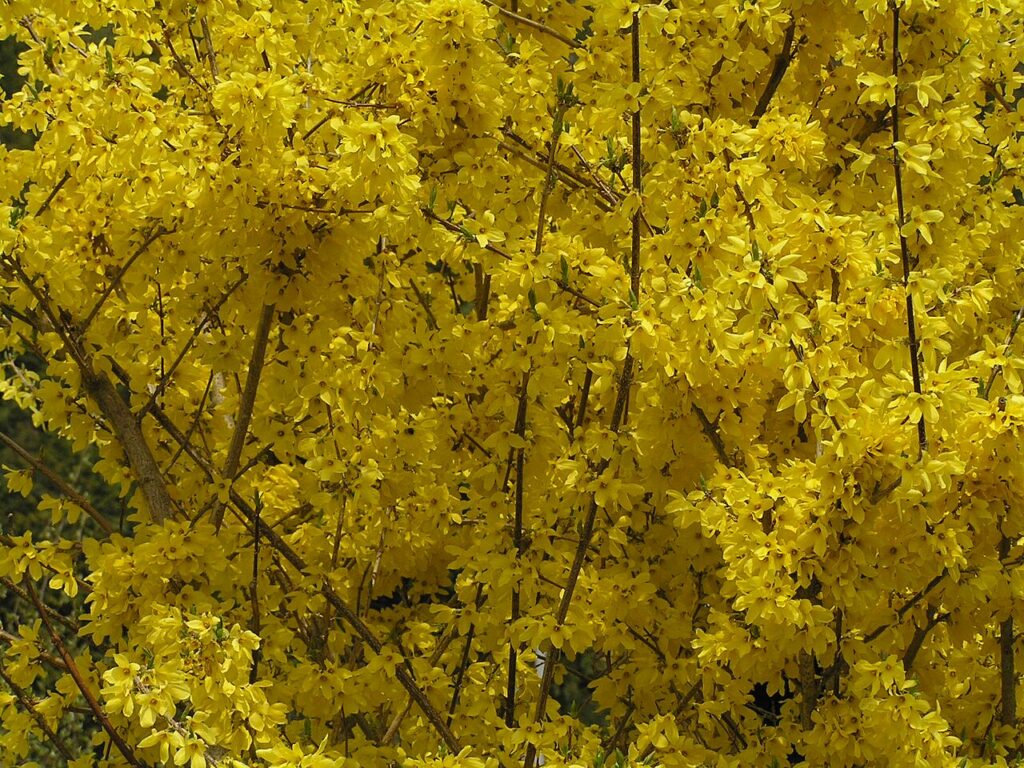 Forsiția (Forsythia suspensa)